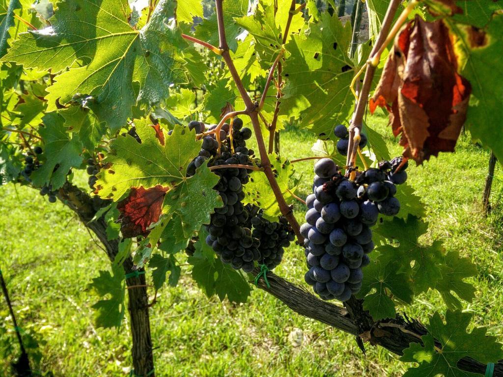 Podere Terreno Alla Via Della Volpaia ราดดา อิน เคียนติ ภายนอก รูปภาพ